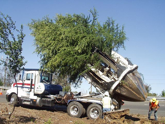 tree_transplanting_3025685804.jpg