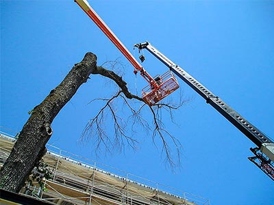 Arborist Services, Roseville, CA
