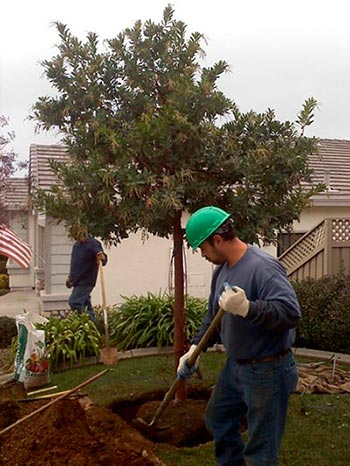 Plant Health Care, Roseville, CA