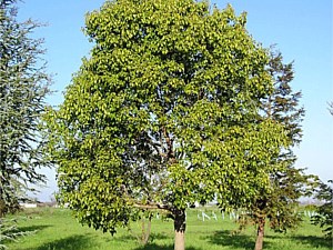 Shade Trees