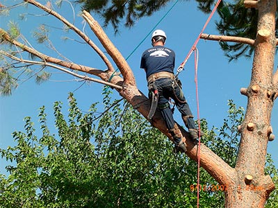 Tree Services, Roseville, CA